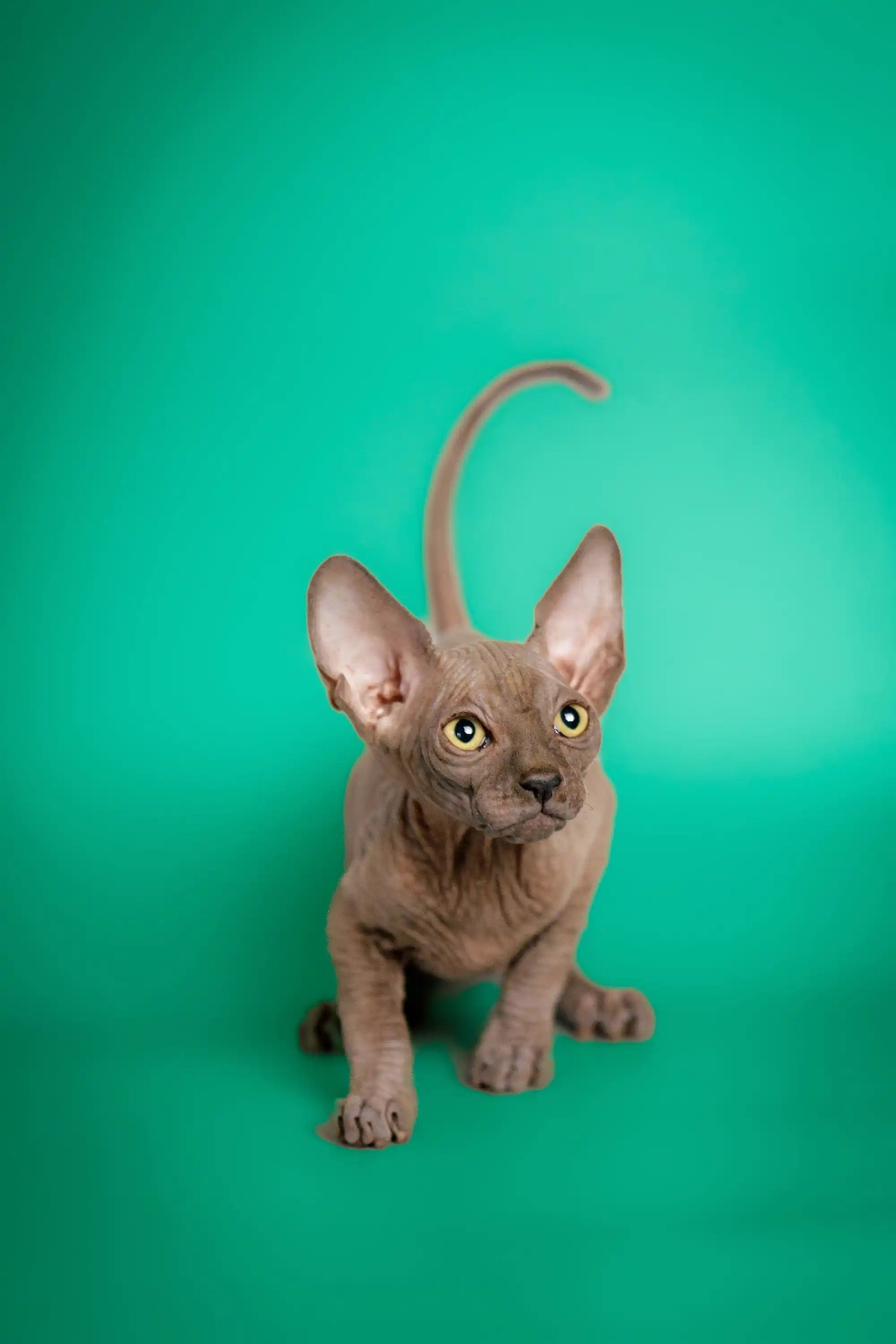 Sphynx Cats for Sale | Kittens For Caddy | Kitten