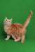 Fluffy orange Maine Coon kitten with its tail raised, super cute and playful