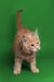 Fluffy orange Maine Coon kitten standing tall with its tail raised in excitement