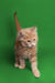 Fluffy orange Maine Coon kitten named Caden standing with one paw raised cutely