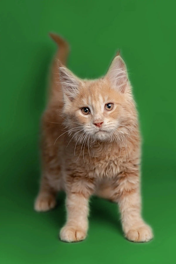 Fluffy orange Maine Coon kitten with pointed ears and an alert expression