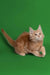 Fluffy orange Maine Coon kitten lounging against a vibrant green backdrop