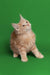 Fluffy light-colored Maine Coon kitten sitting upright and looking up adorably