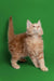 Fluffy orange Maine Coon kitten standing tall against a vibrant green background