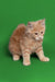 Fluffy light orange Maine Coon kitten relaxing against a vibrant green backdrop