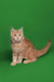 Fluffy orange Maine Coon kitten sitting with its tail curled to the side