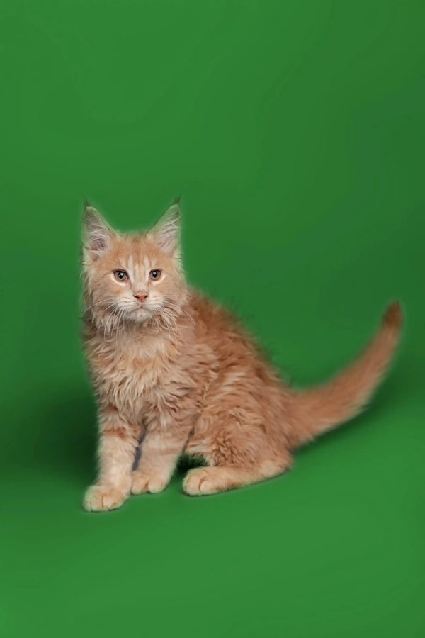 Fluffy orange Maine Coon kitten sitting with its tail curled to the side