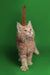 Fluffy cream-colored Maine Coon kitten with alert upright tail ready for adventure