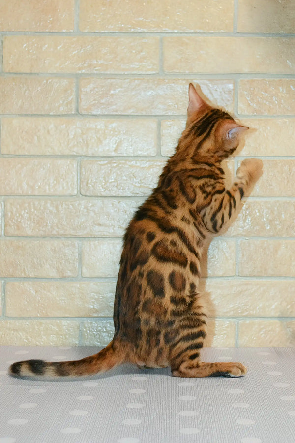 Cute Bengal cat with a spotted coat featured in Caesar | Bengal Kitten product
