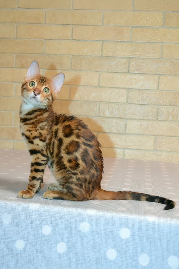 Spotted Bengal cat Caesar from the Bengal Kitten collection, super cute and playful!
