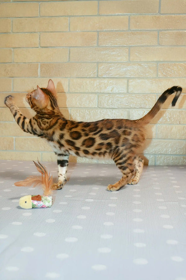 Spotted Bengal cat playing with the Caesar Bengal Kitten toy, having a blast