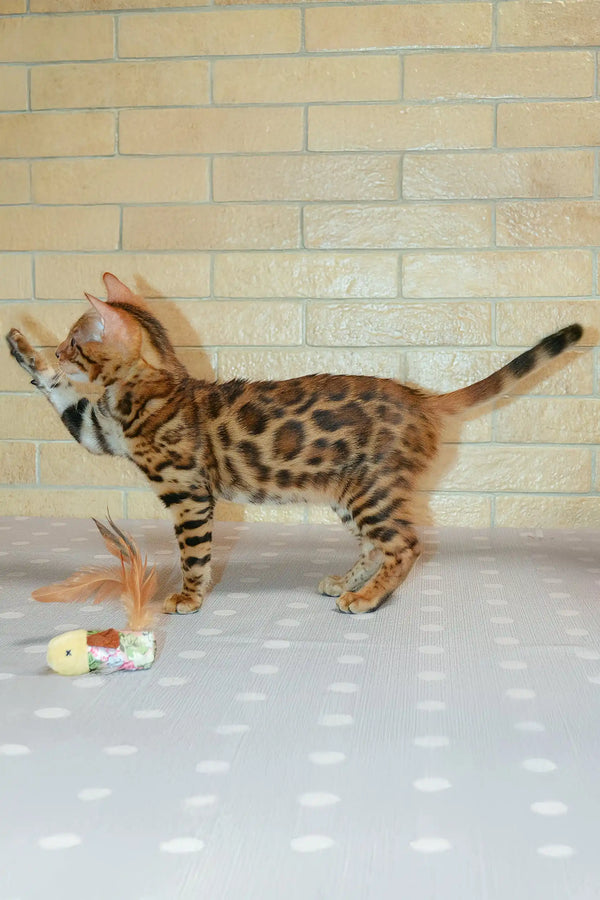 Spotted Bengal cat posing with Caesar, the adorable Bengal kitten for sale