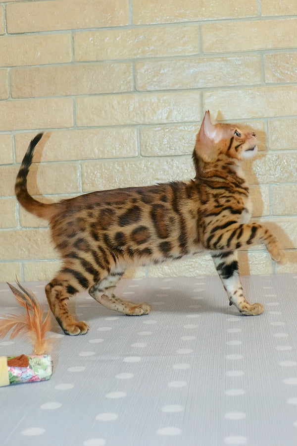 Spotted Bengal cat named Caesar showcasing playful charm in Bengal Kitten product
