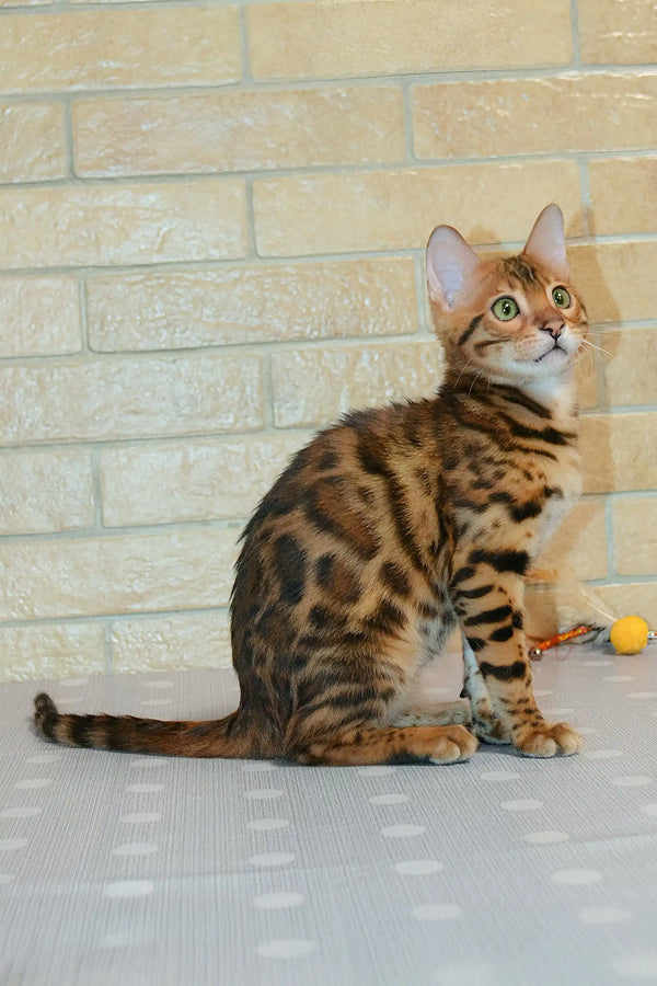 Cute Spotted and Striped Bengal Cat named Caesar | Bengal Kitten product image