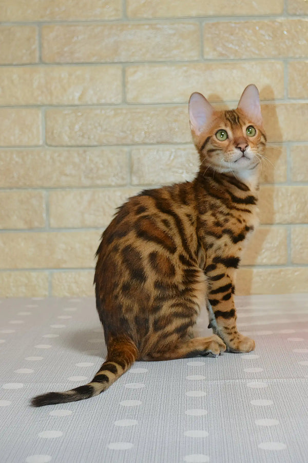 Spotted and striped Bengal cat named Caesar looking adorable as a kitten