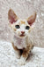 Adorable Devon Rex kitten Caesar with big ears and stunning blue eyes