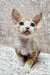 Wide-eyed Devon Rex kitten Caesar with cream and orange coat and big ears