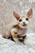 Cute Hairless Devon Rex Kitten with Big Ears and Striking Blue Eyes