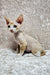 Cute Devon Rex kitten named Caesar with large ears and a slender body