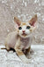 Adorable Caesar, a playful Devon Rex kitten with big ears and bright blue eyes