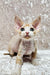 Adorable Hairless Devon Rex Kitten Caesar with big ears and orange fur patches