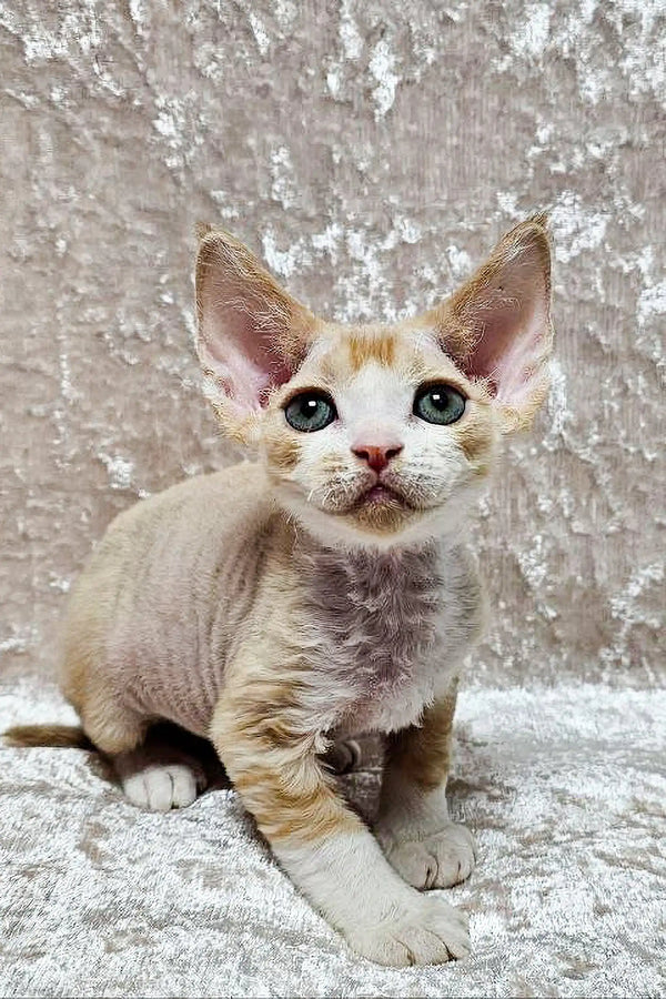 Caesar Devon Rex Kitten Large Ears Green Eyes - Main Image