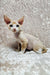 Adorable Devon Rex kitten with big ears and blue eyes in Caesar product