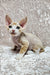 Hairless Devon Rex kitten with big ears and blue eyes lounging on a textured surface