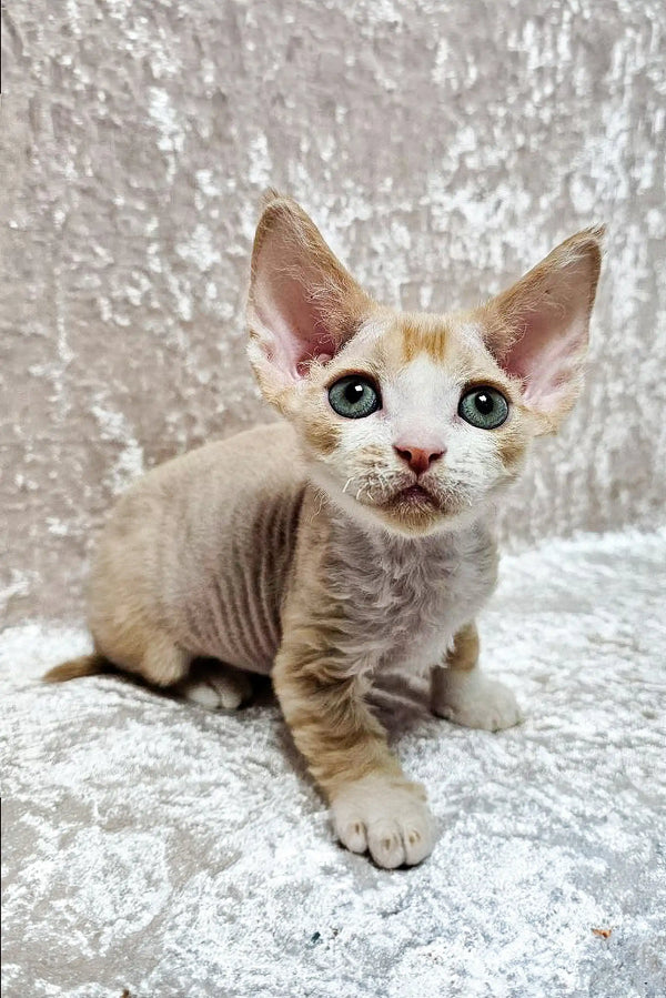 Wide-eyed Devon Rex kitten Caesar with large ears and a light-colored coat