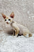 Hairless Devon Rex kitten with big ears and blue eyes on a stylish surface