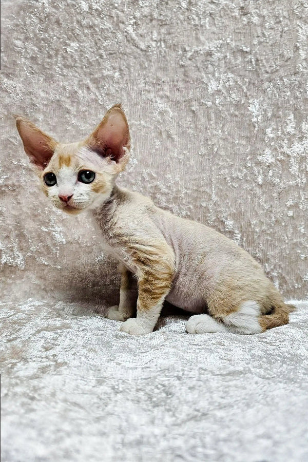 Hairless Devon Rex kitten with big ears and blue eyes on a stylish surface