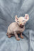 Cute Hairless Sphynx Elf Kitten with wrinkled pink skin and big ears