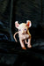 Cute Elf Kitten with wrinkled pink skin and big ears, cuddly and adorable