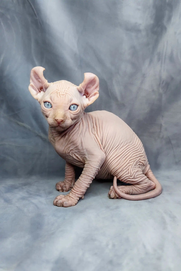 Adorable Hairless Sphynx Elf Kitten with pink skin and big ears for your home