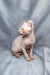 Hairless Elf Kitten with wrinkled skin and big ears sitting up cutely