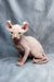 Adorable Hairless Sphynx Elf Kitten with wrinkled pink skin and big ears