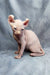 Adorable Hairless Sphynx Elf Kitten with wrinkled pink skin and big ears