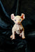 Adorable Hairless Sphynx Elf Kitten with wrinkled pink skin and big ears