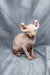 Cute Hairless Sphynx Elf Kitten with wrinkled pink skin and big ears, perfect for cuddles