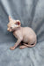 Hairless Sphynx cat with head tilted, showcasing the adorable Elf Kitten vibe