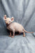 Adorable Hairless Sphynx Elf Kitten with wrinkled pink skin and oversized ears