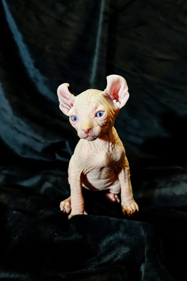 Cute Elf Kitten with big ears and wrinkled pink skin ready for cuddles!
