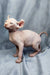 Cute Hairless Sphynx Elf Kitten with wrinkled pink skin and big ears for sale