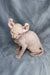 Adorable Hairless Sphynx Elf Kitten named Caesar with stunning blue eyes