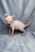 Adorable Hairless Sphynx Elf Kitten with wrinkled pink skin and large ears