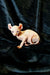 Hairless Sphynx Elf Kitten with wrinkled pink skin and big ears, super cute!