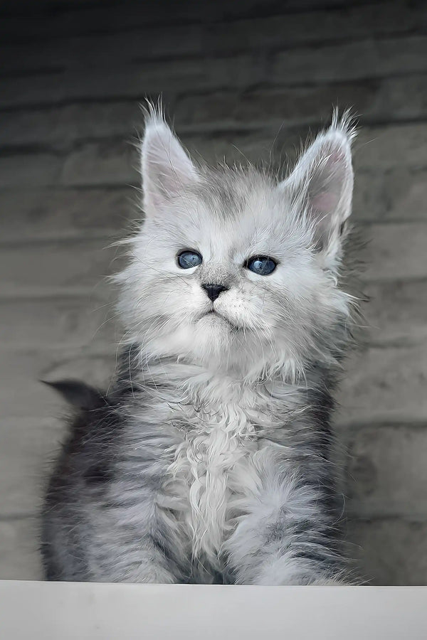 Caesar | maine coon kitten