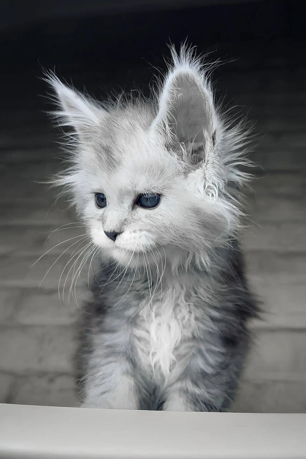 Caesar | maine coon kitten