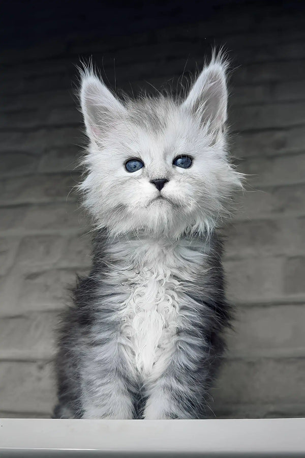 Caesar | maine coon kitten