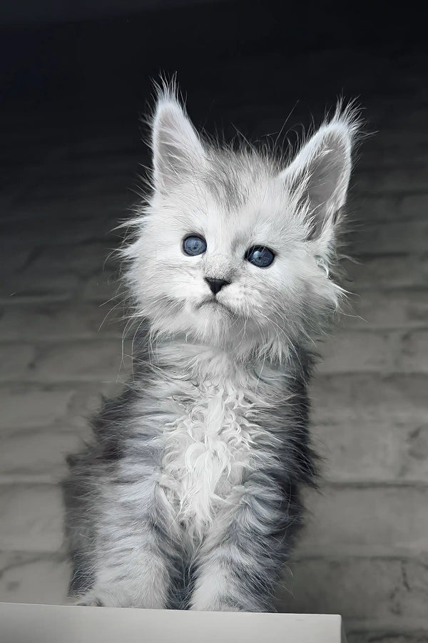 Caesar | maine coon kitten